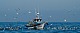 La Coruna
Die M&ouml;wen kennen das Boot schon und warten sehns&uuml;chtig auf den Beifang.
Küste - Strand, Meer/Ozean, Schifffahrt/Hafen, Fischerei/Aquakultur, Ökosystemschädigung, Kollidierende Nutzungen
2011, Hans-Holmer Kuhlmann